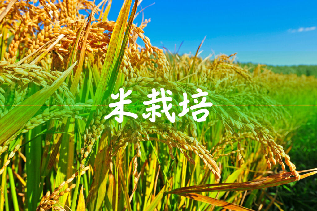 奈須農園の米栽培