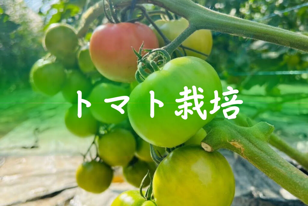 奈須農園のトマト栽培
